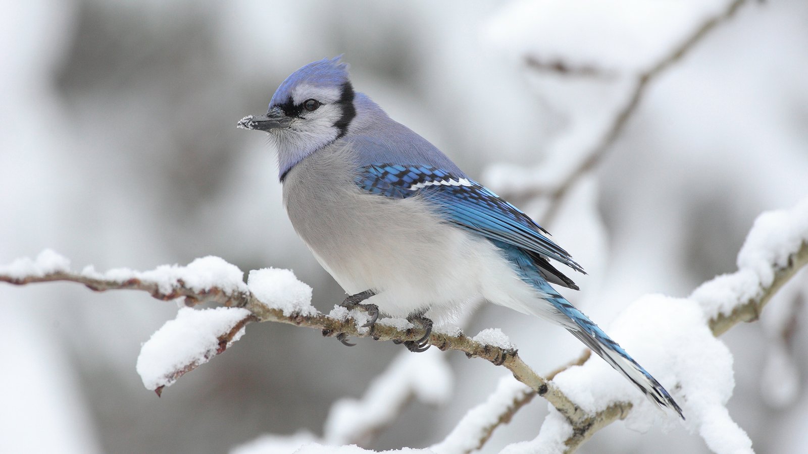 Neighborhood Bird Walk